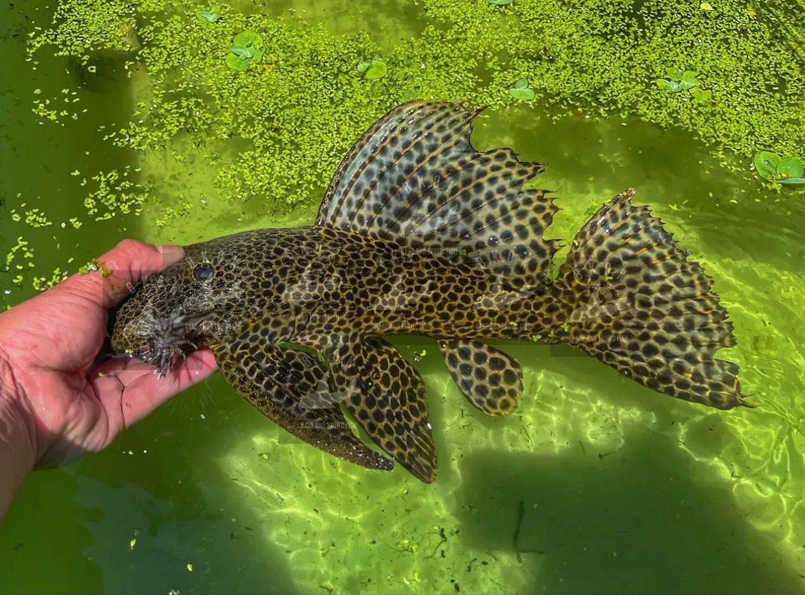 Megalancistrus parananus